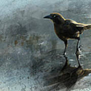 Bird In A Puddle Poster