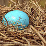 Bird Nest Easter Egg Basket Poster