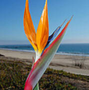 Bird Of Paradise At Pismo Beach Poster