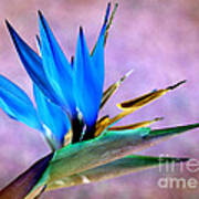 Bird Of Paradise Bloom Poster