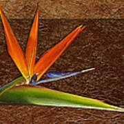 Bird Of Paradise Gold Leaf Poster