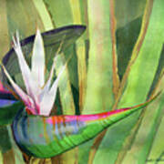 Bird Of Paradise Poster