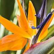 Bird Of Paradise Poster