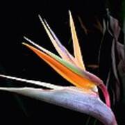 Bird Of Paradise Poster