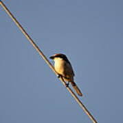 Bird On A Wire Poster