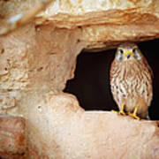 Bird Perched In The Opening Of A Cave Poster