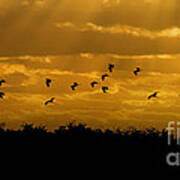 Birds Coming Back To Roost At Sunset Poster