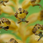 Birds Nest Orchid Poster