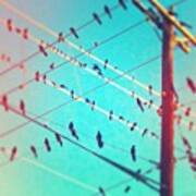 #birds On Wire #vintique Poster
