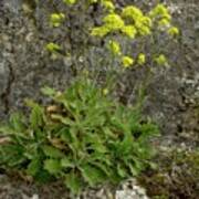 Biscutella Frutescens In Flower Poster