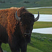 Bison Bull In Hayden Valley In Yellowstone National Park Poster