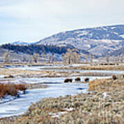 Bison In Lamar Valley Poster