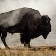 Bison In Mist, Upper Geyser Basin Poster