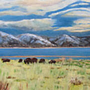 Bison On Antelope Island Poster