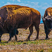 Two Bison In Field In The Daytime Poster