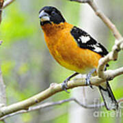 Blach-headed Grosbeak Poster