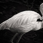 Black And White Flamingo Poster