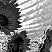 Black And White Flower Of The Sun Poster