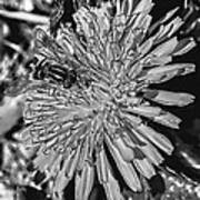 Black And White Hoverfly On Dandelion Poster