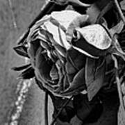 Black And White Monochrome Pink Rose In Half Profile Poster