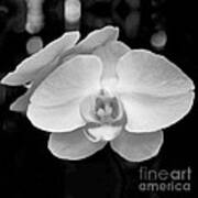 Black And White Orchid With Lights - Square Poster