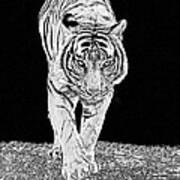 Black-and-white Tiger Poster