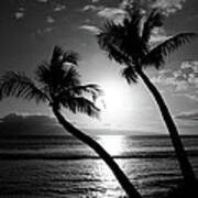 Black And White Tropical Poster