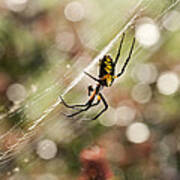 Black And Yellow Argiope Spider On Web Poster