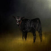 Black Angus Calf In The Moonlight Poster