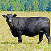 Black Angus Cattle Poster