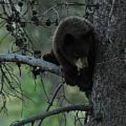 Black Bear Cub In Tree Poster