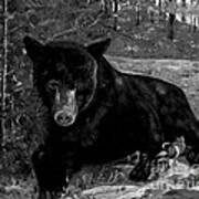 Black Bear - Scruffy - Black And White Poster