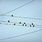 Black Birds Waiting In Blue Poster