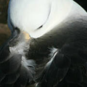 Black Browed Albatross Poster