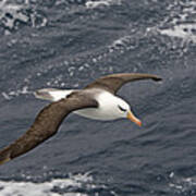 Black-browed Albatross Flying Scotia Poster