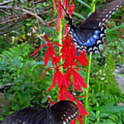 Black Butterflies Poster