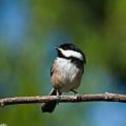 Black Capped Chickadee Perched On A Branch Poster