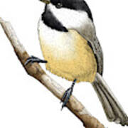 Black Capped Chickadee Poster