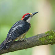 Black-cheeked Woodpecker Male Milpe Poster