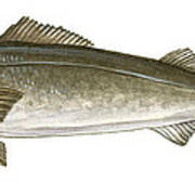 Black Cod Poster