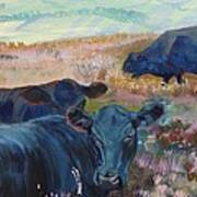 Black Cows On Dartmoor Poster