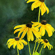 Black Eyed Susans Dark Background 2 Poster