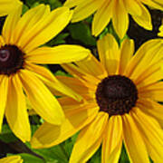 Black Eyed Susans Poster