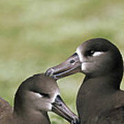 Black-footed Albatross Pair Bondingl Poster