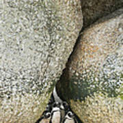 Black-footed Penguins Boulders Beach Poster