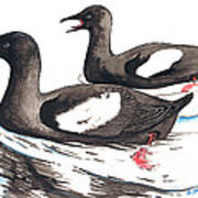 Black Guillemot Poster