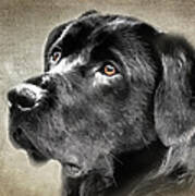 Black Lab Portrait Poster