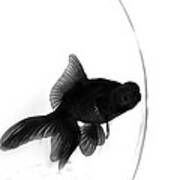 Black Moor Goldfish In Bowl Poster