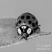 Black N White Ladybug Poster