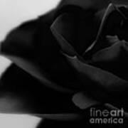 Black Rose Abstract Poster